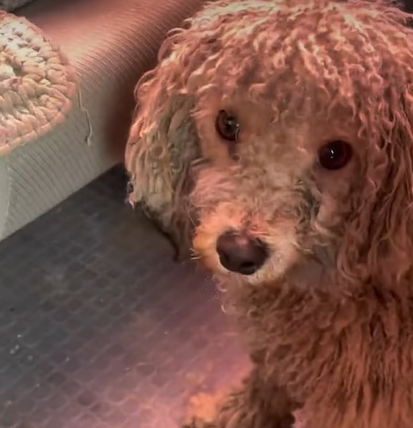 T2707001 Rescue dog part2