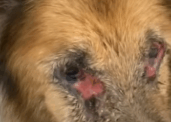 T0807008 Broken, but healing part2