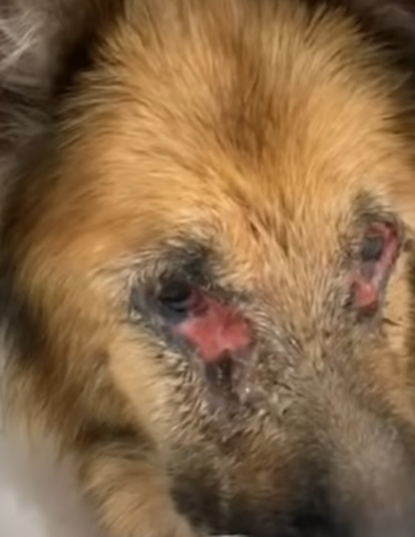 T0807008 Broken, but healing part2