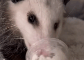 T2107013 successful rescue trending animals rescueanimals animalsoftikto part2