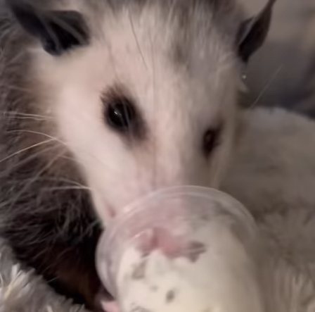 T2107013 successful rescue trending animals rescueanimals animalsoftikto part2