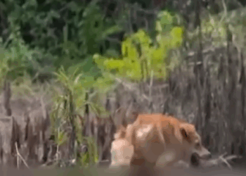 T0207024 Paralyzed Dog Found in Strange Shape Miraculous Rescue and Recovery part2