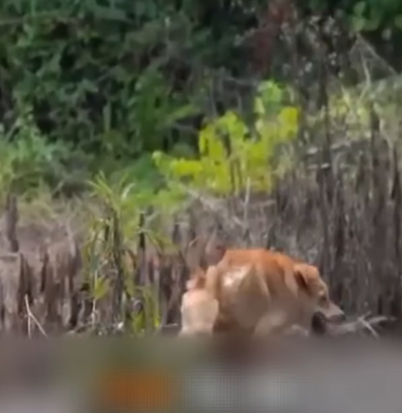 T0207024 Paralyzed Dog Found in Strange Shape Miraculous Rescue and Recovery part2