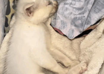 T0807015 Every rescue matters part2