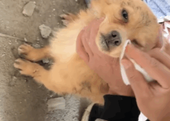 T2107018 can believe this dog was left in such place part2