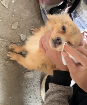 T2107018 can believe this dog was left in such place part2