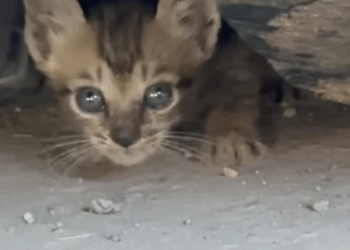 T0207009 Thrilling Tale of Two Kitties Rescued Under Truck part2