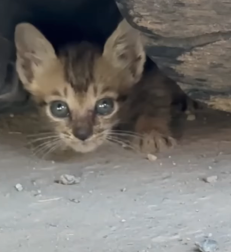 T0207009 Thrilling Tale of Two Kitties Rescued Under Truck part2