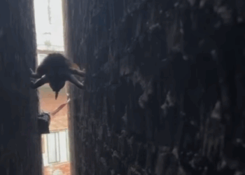 T0807004 Adopt part2