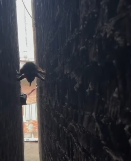 T0807004 Adopt part2