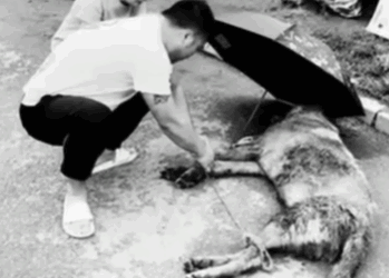 T2107008 heartless woman abandons disabled dog but she doesn know the camera is watching part2