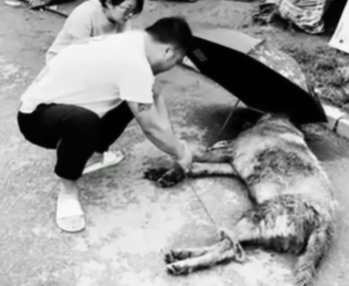 T2107008 heartless woman abandons disabled dog but she doesn know the camera is watching part2