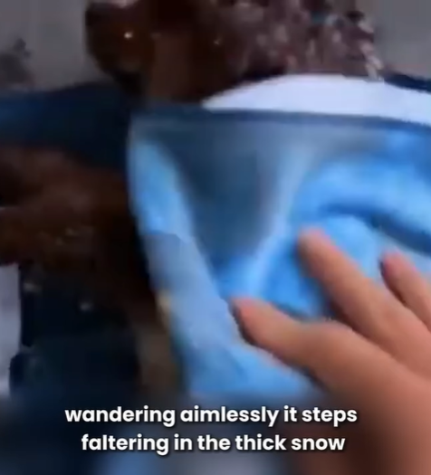 T0207021 Dog Rescued from Snow Heartwarming Miracle of Survival part2