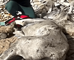 T1607001 Rescue Animal part2