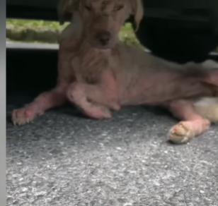 T2107007 He Chose the Shade of Bus part2