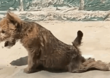 T0207023 Paralyzed Dog Fights Back Lost His Hind Legs but Not His Spirit part2