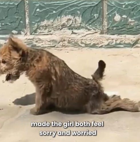 T0207023 Paralyzed Dog Fights Back Lost His Hind Legs but Not His Spirit part2