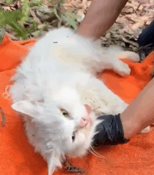 T1908049 Rescue a family of cats animal animalsoftiktok rescueanimals rescue rescuecat cat part2