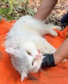 T1908049 Rescue a family of cats animal animalsoftiktok rescueanimals rescue rescuecat cat part2