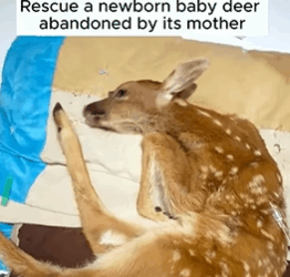 T1908048 Rescue a baby deer abandoned by it s mother rescue animal animalsoftiktok rescueanimals deer d part2