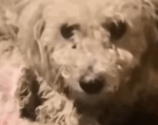 T1908044 His Owner Abandoned Him Without Food or Water But He Never Gave Up Hope part2