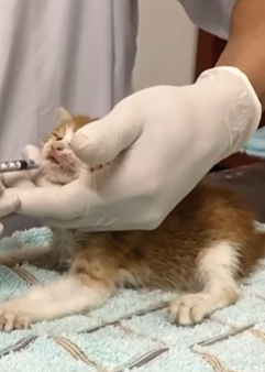 T1908031 The guy driving the garbage truck heard cat meowing miserably and part2