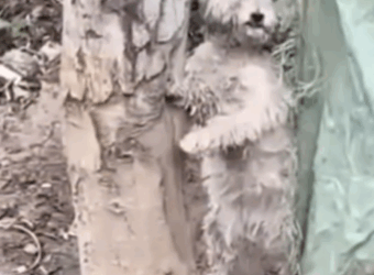 T1908046 Most Walked Around It But She Stopped and Saved What Others Saw as Just Puddle part2