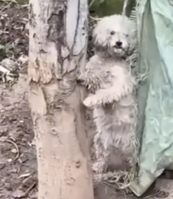 T1908046 Most Walked Around It But She Stopped and Saved What Others Saw as Just Puddle part2