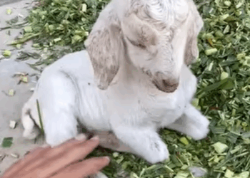 T1908052 Rescue baby goat rescue animal animalsoftiktok rescueanimals goat goatsoftiktok babygoat part2