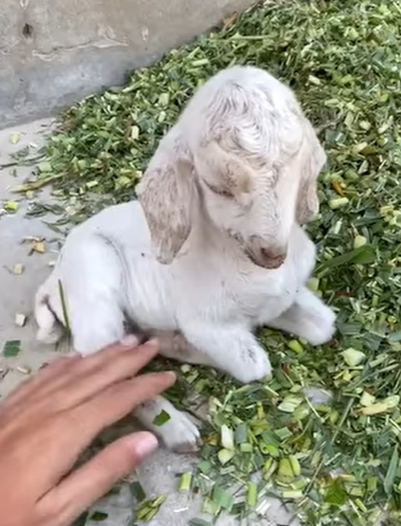 T1908052 Rescue baby goat rescue animal animalsoftiktok rescueanimals goat goatsoftiktok babygoat part2