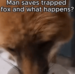 T1908045 Man saves trapped fox and what happens rescue animal animalsoftiktok rescueanimals fyp fox part2
