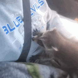 T1908037 The raccoon life changed when he was rescued and adopted by this part2