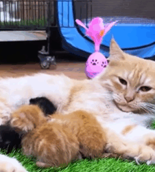 T1908055 Rescue family of cats animal animalsoftiktok rescueanimals rescue rescuecat cat kitten part2