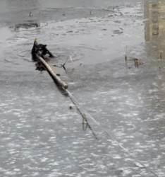 T1908032 The ice was too thin and this is how we saved the dog pet fyp part2