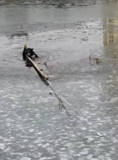 T1908032 The ice was too thin and this is how we saved the dog pet fyp part2