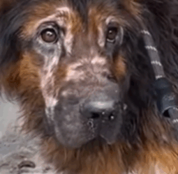 T1908039 Dog Abandoned and Left Behind Heartbreaking Rescue and New Beginning part2