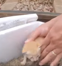 T1908054 Rescue family of cats animal animalsoftiktok rescueanimals rescue cat catsoftiktok part2