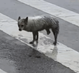 T1908042 He Was Lost Broken and Alone Until One Act of Kindness Changed His Life Forever part2