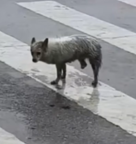 T1908042 He Was Lost Broken and Alone Until One Act of Kindness Changed His Life Forever part2