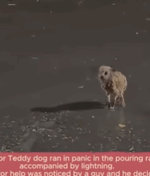 T1908036 The poor Teddy dog ran in panic in the pouring rain accompanied part2