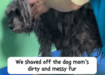 T3107022 The path to happiness is always full of hardships animalsoftiktok part1