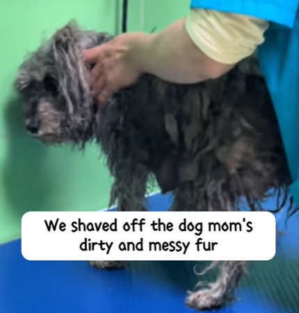 T3107022 The path to happiness is always full of hardships animalsoftiktok part1