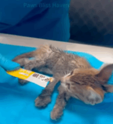 T1908033 The injured stray cat crawled to safety after car accident awaitin part2