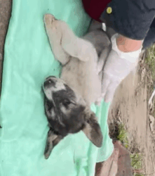 T1908060 The girl rescued dogs cried when finished watching this video part2