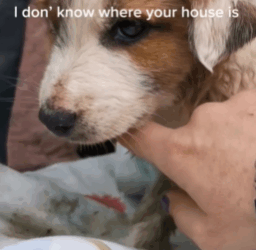 T1908034 The kind girl gave him home part2