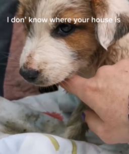 T1908034 The kind girl gave him home part2