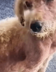 T1908038 Abandoned Dog Looks Pathetic Heartbreaking Rescue and Transformation part2