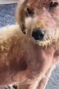 T1908038 Abandoned Dog Looks Pathetic Heartbreaking Rescue and Transformation part2