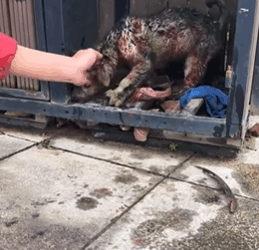 T1908050 Rescue a puppy animal animalsoftiktok rescueanimals rescue puppy part2