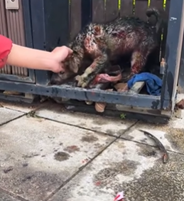 T1908050 Rescue a puppy animal animalsoftiktok rescueanimals rescue puppy part2